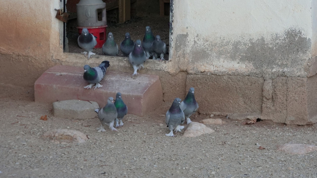 Emekli özel harekatçı kendini kuşlarına adadı